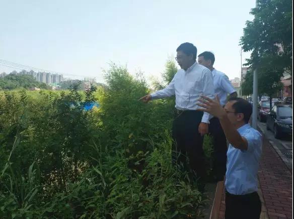 佛山市生態環境局長楊永泰視察高明黑臭水體（tǐ）圍拳湧整治工作