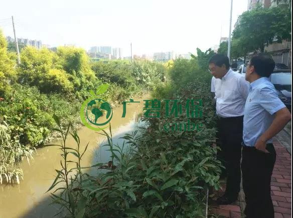佛山市生態環境局長楊永泰視察高明黑臭水體圍拳湧整（zhěng）治工作(圖3)
