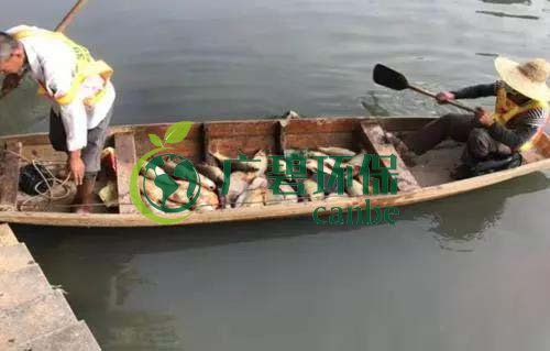 廣州旺（wàng）旺食品廢水直排（pái），永和河大（dà）量魚類死（sǐ）亡(圖1)