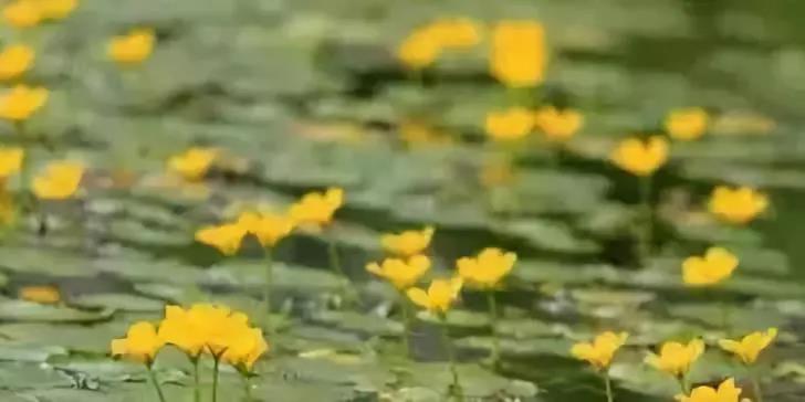 河道治理（lǐ）：水生植物的選擇與種植