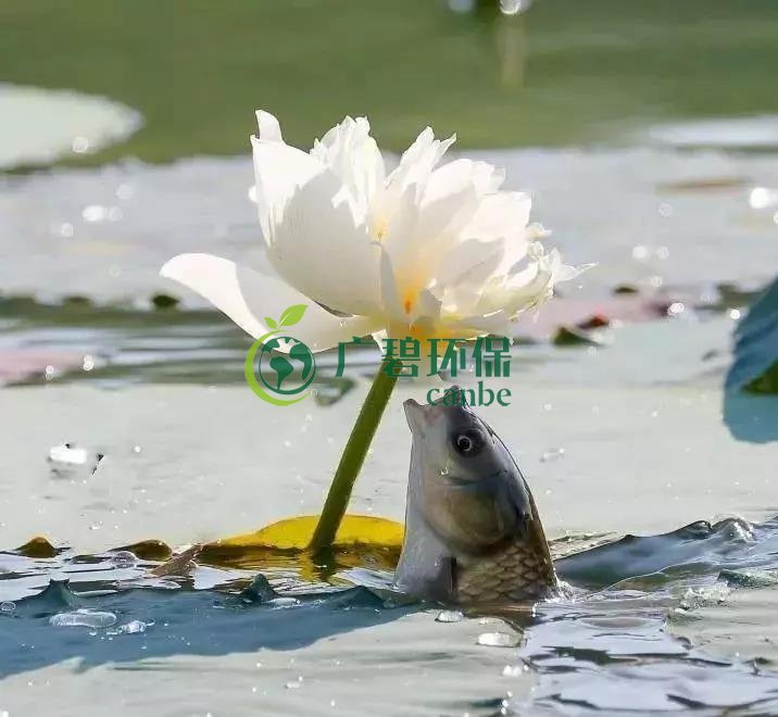 河道治理：水生植物的選擇與種（zhǒng）植(圖1)