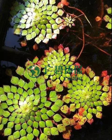 河道治理：水（shuǐ）生植物的選擇與種（zhǒng）植(圖2)