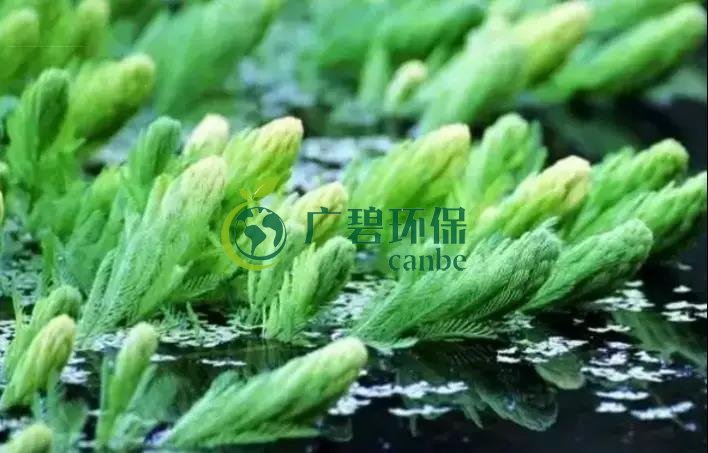 河道治理（lǐ）：水生植物的選擇與種植(圖（tú）4)