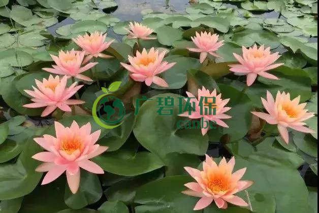 河道治理：水生植物的選擇與種植(圖（tú）5)