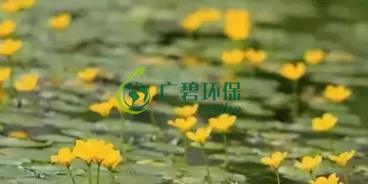 河道治理（lǐ）：水生植物的選擇與種植(圖6)